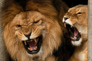 W rezerwacie południowoafryki lwy zabiły chłopca syrota